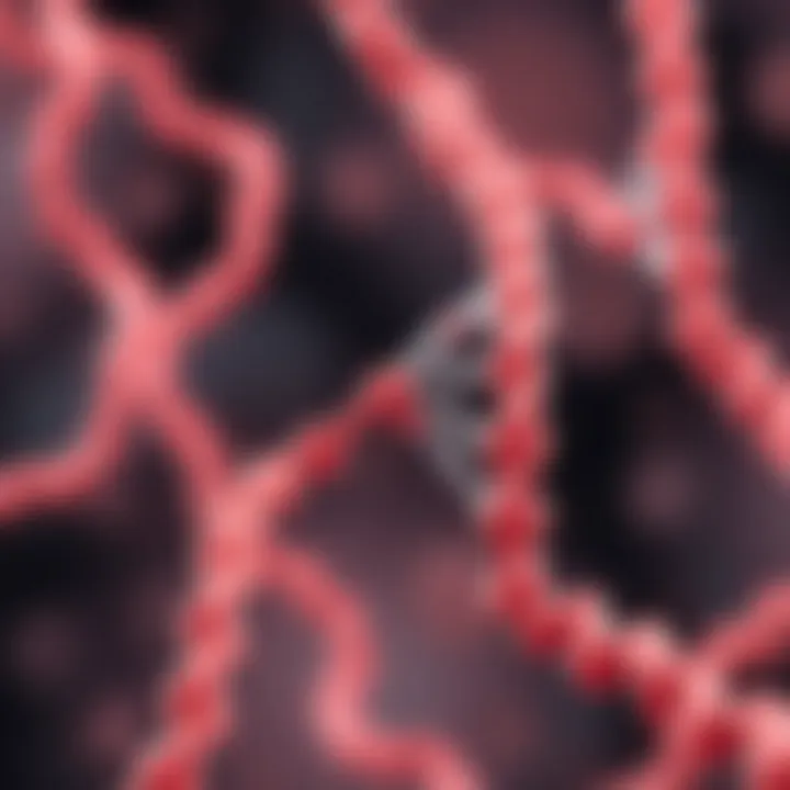 Visual representation of DNA replication and segregation during the asexual reproduction cycle